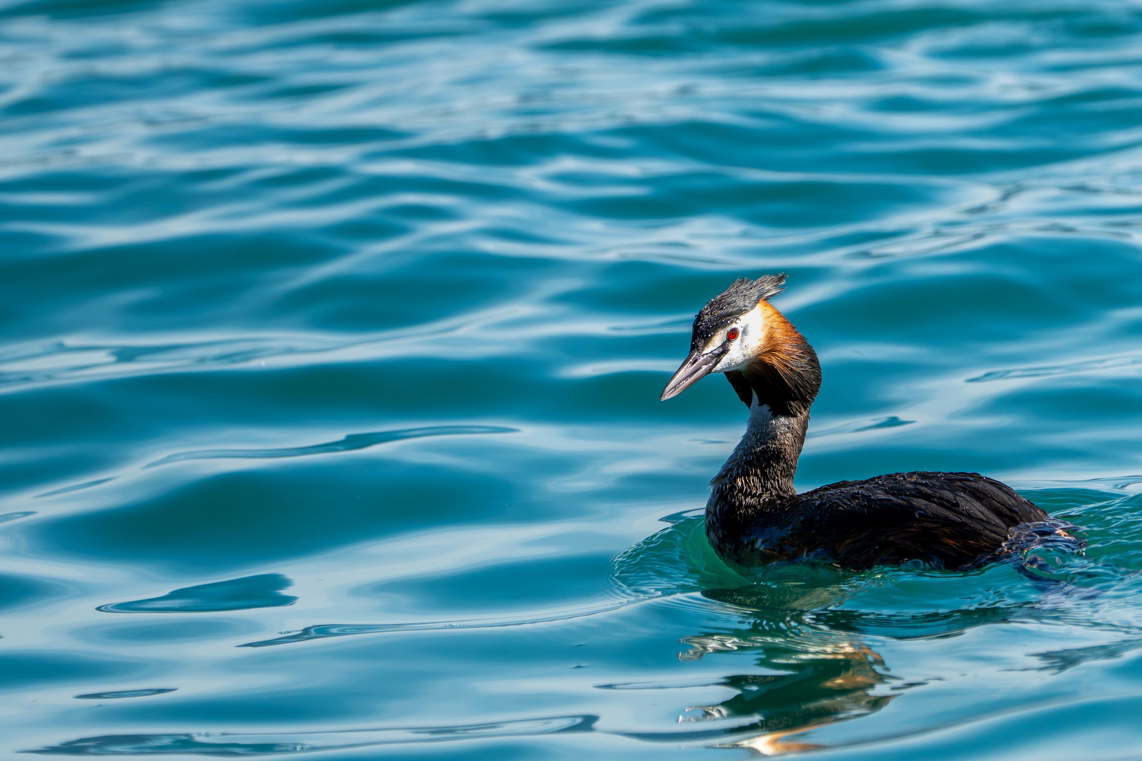 Staring straight into the lens, this great crested grebe catches the midday sun across its face, bringing out the red of its eye, the white of its cheeks, and its chestnut crest against the deep blue water.