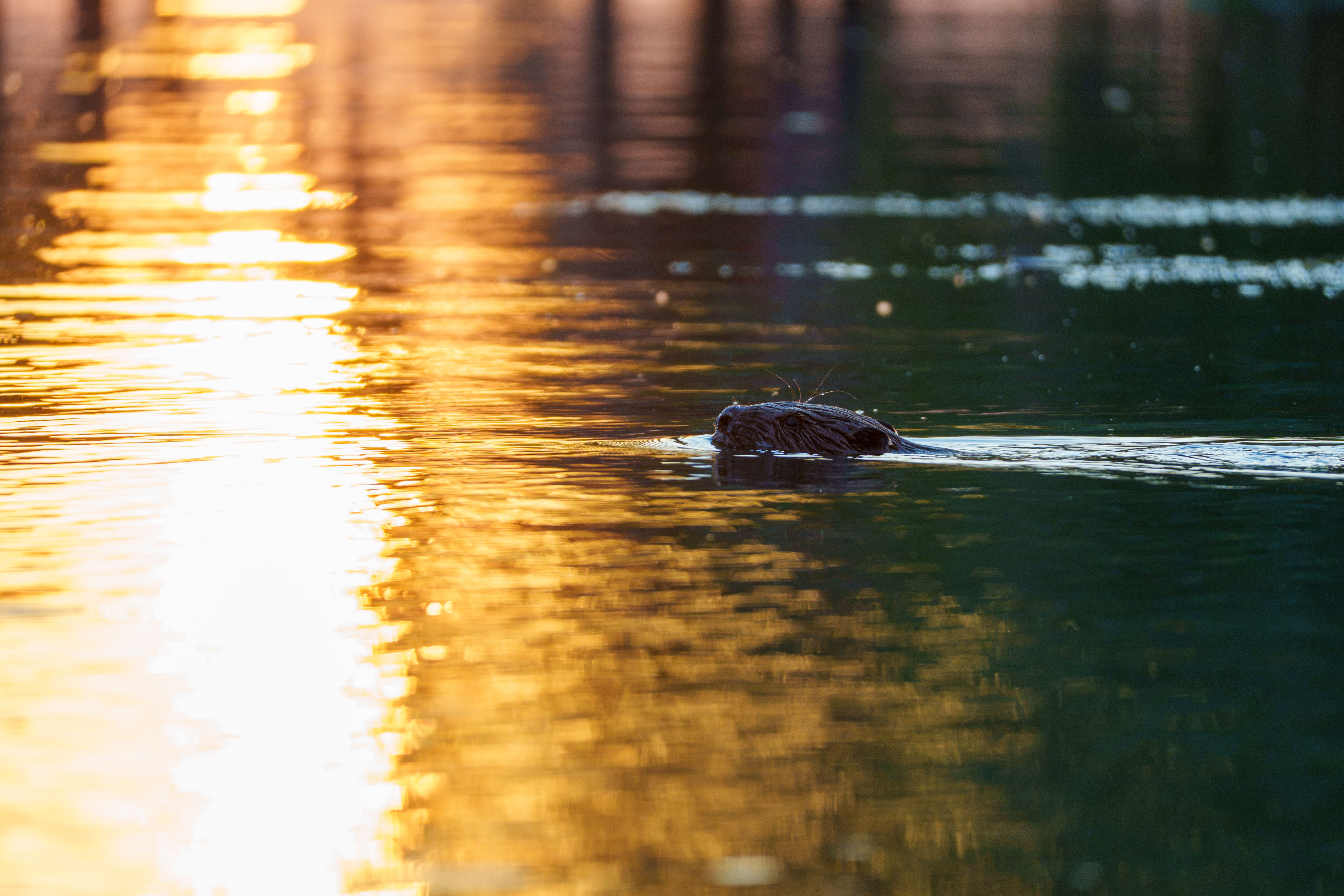 A beaver swimming in the Greifensee. These cute, hardworking animals are mostly active at twilight and at night, which makes them difficult to photograph with my current gear. I was fortunate enough to capture this one as it swam toward the reflection of the setting sun.